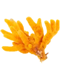 Orange colored sea coral