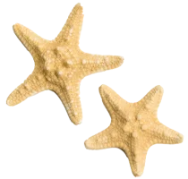 Starfishes found in the ocean